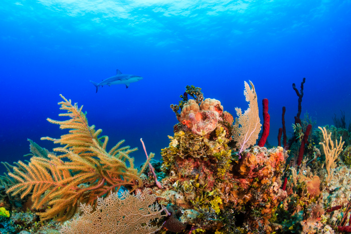 Corona восстанавливает коралловые рифы на Багамах