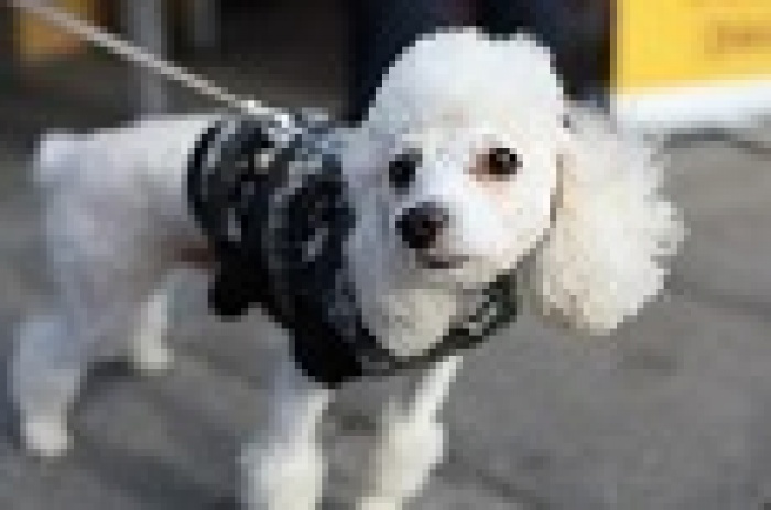 Animal Day от Full Contact